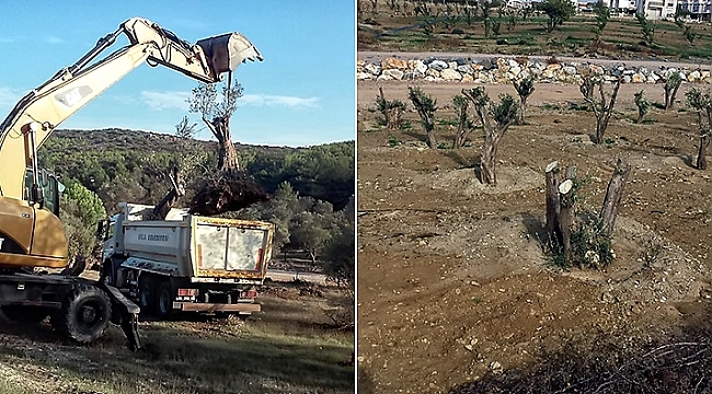 110 adet zeytin ağacı sökülerek Doğal Yaşam Köyü'ne taşındı