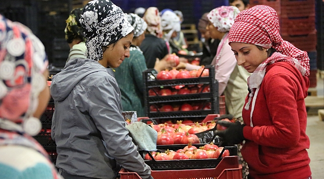 Deppo Efes, Selçuklu çiftçinin yüzünü güldürüyor