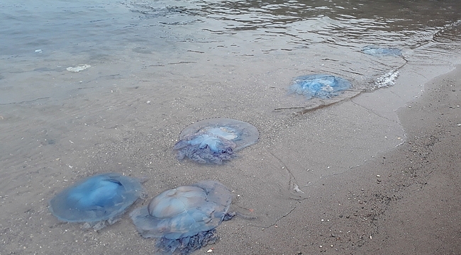 Plajlar deniz anası istilasına mı uğrayacak?