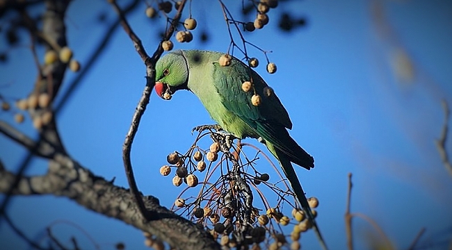 Yeşil papağanlar mevsimleri aşka çağırıyor!..