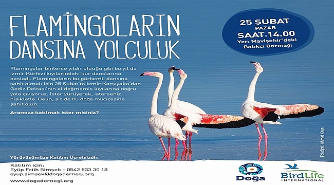 Flamingoların Dansına Yolculuk