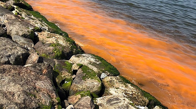 Deniz kirliliği sandılar, 'Alg Patlaması' çıktı