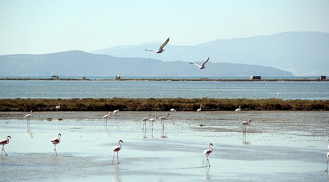 İzmir kuş cenneti can suyuna kavuştu