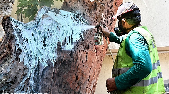 İzmir Büyükşehir Belediyesi, anıt ağaçları koruma altına alıyor