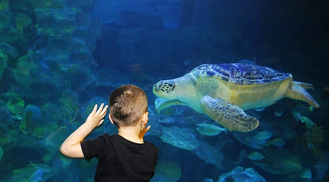 Avrupa'nın en büyük Yeşil Deniz Kaplumbağası Iggy artık İstanbul'da