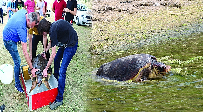 Caretta Özgür Artık Özgür!