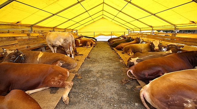 Klimalı Kurban Pazarı