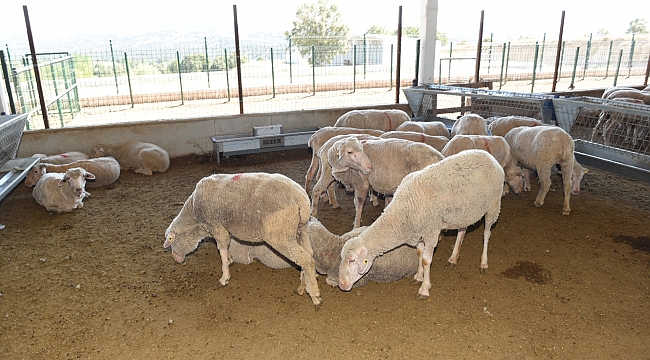 'Saf Merinos Koyun Yetiştiriciliği Projesi' devam ediyor