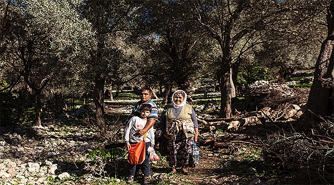 Egeânin zeytin ormanlarÄ± tehlike altÄ±nda! 