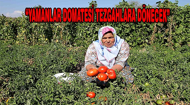 Yamanlar Domatesi tezgahlara dönüyor