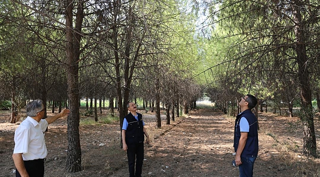 Ege'nin ormanlÄ±k alanlarÄ± bakÄ±ma alÄ±nÄ±yor 