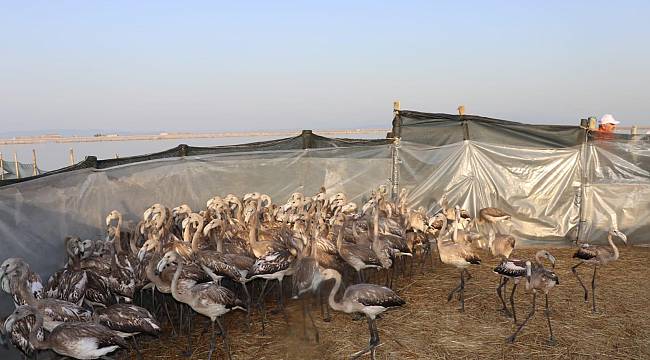 İzmir Kuş Cenneti'nde "Yavru flamingolar halkalandı"