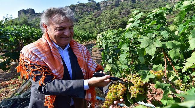 Bornova'da bağ bozumu bereketi