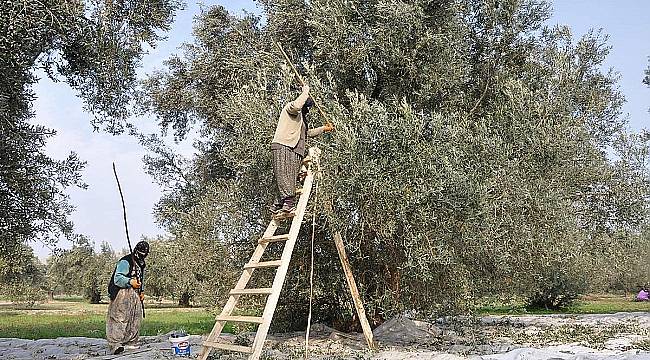 Döverek hasat zeytin rekoltesini azaltıyor