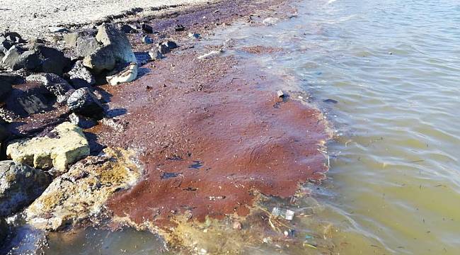 Foça'daki deniz kirliliği TBMM gündeminde