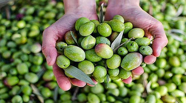 Menemen Belediyesi'nden zeytin üreticilerine destek