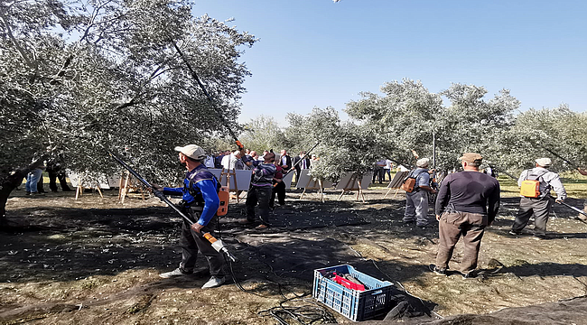 Gübretaş, zeytinde 4 kat verim artışı sağladı