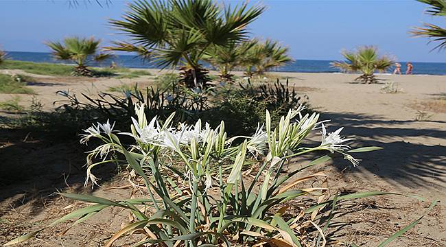 Selçuk Belediyesi'nden "Efes'in Kum Zambakları Beyaz Kalsın" Projesine destek