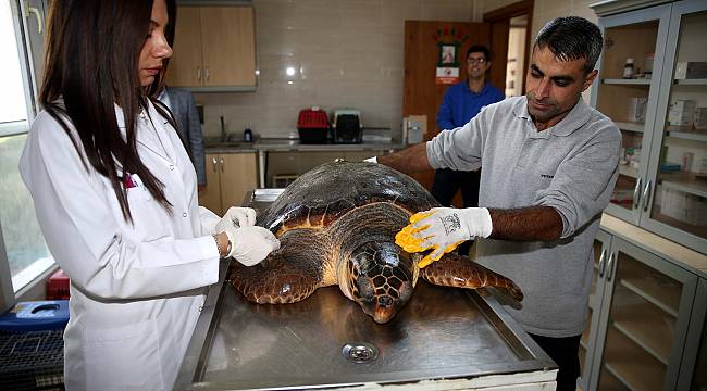 Bostanlı sahilinde caretta caretta alarmı