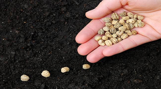 TÜRKTOB Başkanı Akcan: Hedefimiz dünya tohum sektöründe ilk 5'te yer almak