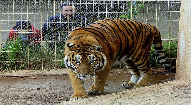 Hayvanat Bahçesi'ne ziyaretçi akını - Antalya Haberleri