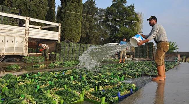  Yeşim Sever: Menemen'de tarımı yeniden canlandıracağız