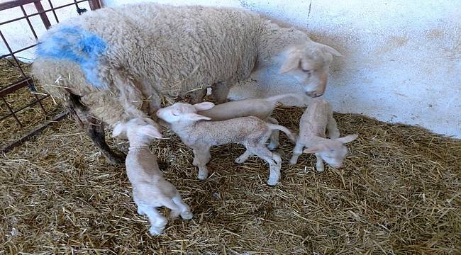 ÇOMÜ Ziraat Fakültesi Çiftliğinde Koyun Üretim Verimliliği Artıyor