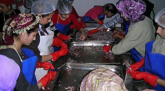 Anadolu su kurbağalarının nesli tehlike altında