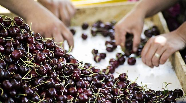 Dijital Tarım Pazarı herkesi üretime teşvik edecek