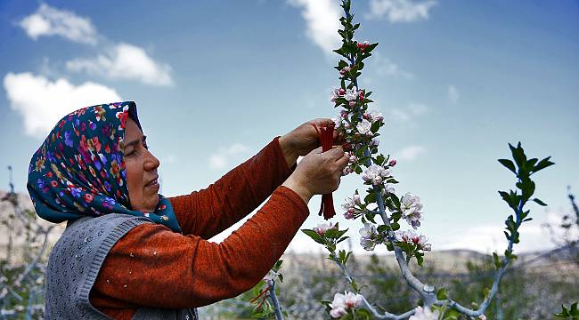 Elma kurduna karşı örnek biyoteknik mücadele