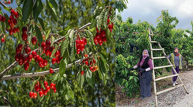 İzmir'de 432 gönüllü 150 üreticiye meyve hasadına gidiyor