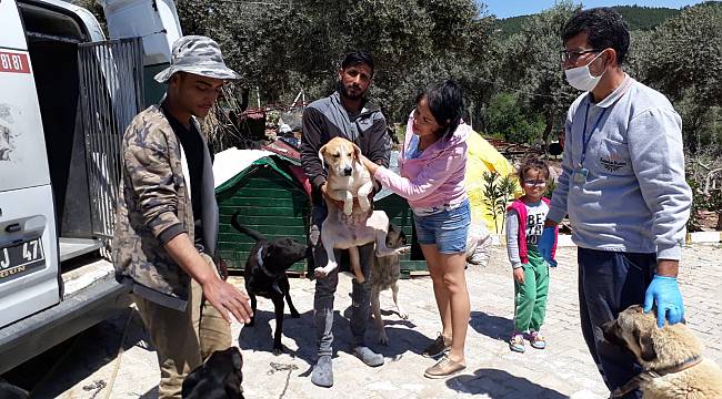 O köpekler sağlıklarına kavuştu