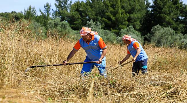 Seferihisar'da Karakılçık Buğday hasadı başladı