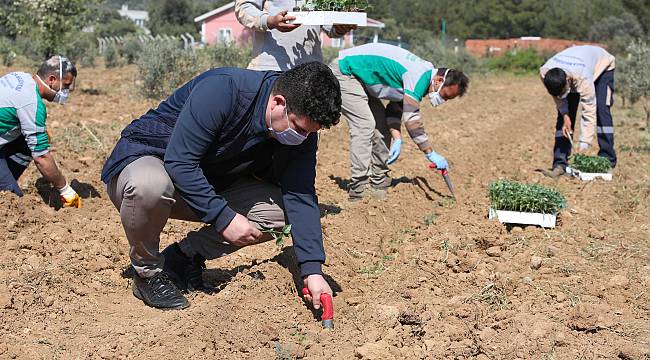 Buca Belediyesi'nden Türkiye'ye örnek olacak tarım hamlesi