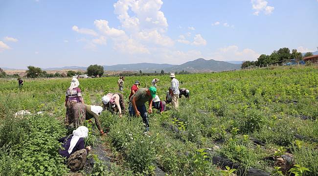 Büyükşehir Belediyesi, dut çelik üretimine hız kesmeden devam ediyor