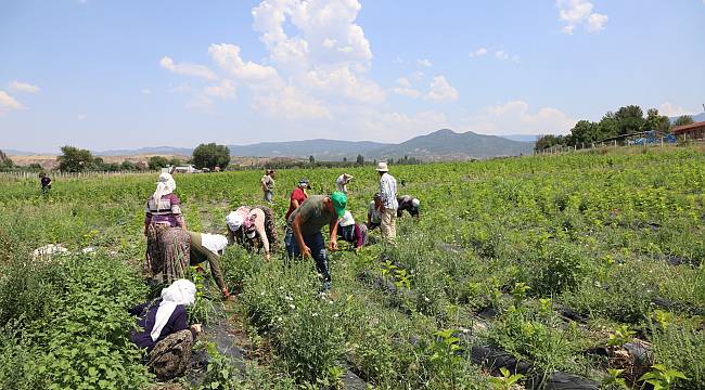 Büyükşehir Belediyesi, dut çelik üretimine hız kesmeden devam ediyor 