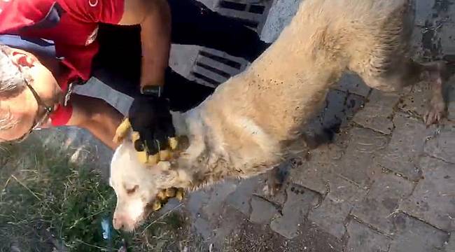 Büyükşehir İtfaiyeden nefes kesen kurtarma 