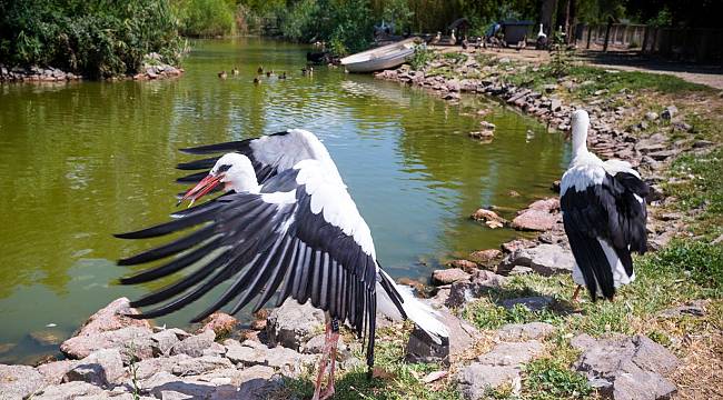 Doğal Yaşam Parkı'nda tedavi edilen leylekler doğaya bırakıldı 