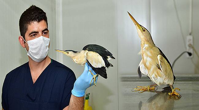 Bitkin halde bulunan balaban kuşu tedavi ediliyor 