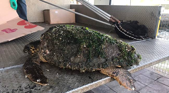 İzmir'de Yaralı Halde Bulunan Caretta Caretta Tedaviye Alındı