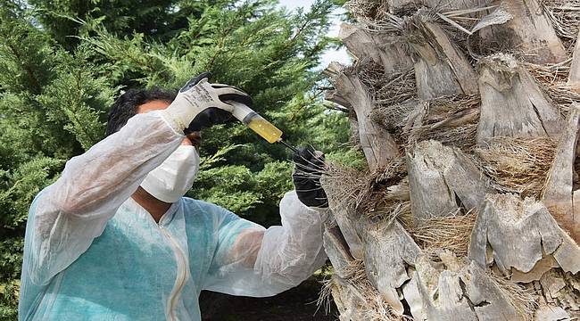 Aliağa Belediyesi'nden Kırmızı Palmiye Böceğine Karşı Etkin Mücadele