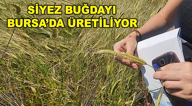 Buğdayın atası artık Bursa'da üretiliyor 