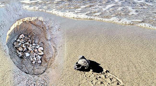 Çanakkale'de İlk Kez Caretta Caretta Yuvası Tespit Edildi 