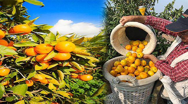 Ege Bölgesi'nin satsuma rekoltesi yüzde 25 arttı 