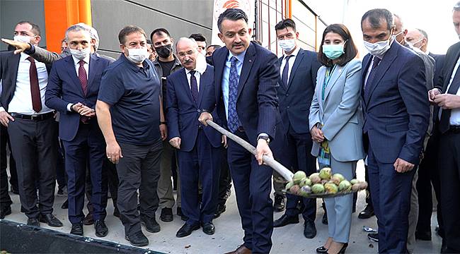 Türkiye'nin en büyük ceviz işleme fabrikası açıldı!