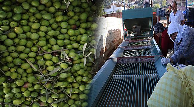 Yamalak Sarısı için zeytin işletmecilerine çağrı 