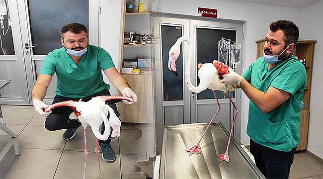 Yaralı bulunan flamingo tedavi edildi 