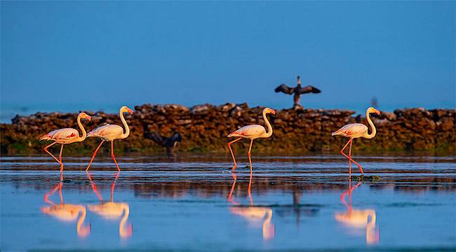 Flamingolar yıllık göç yolları üzerinde mola vermek için Katar'a akın ediyor 
