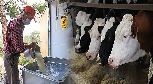 Süt üreticisi: "Yem dolarla, çiğ süt kuruşla!" 