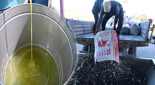 Zeytinde rekolte düşük, kalite yüksek